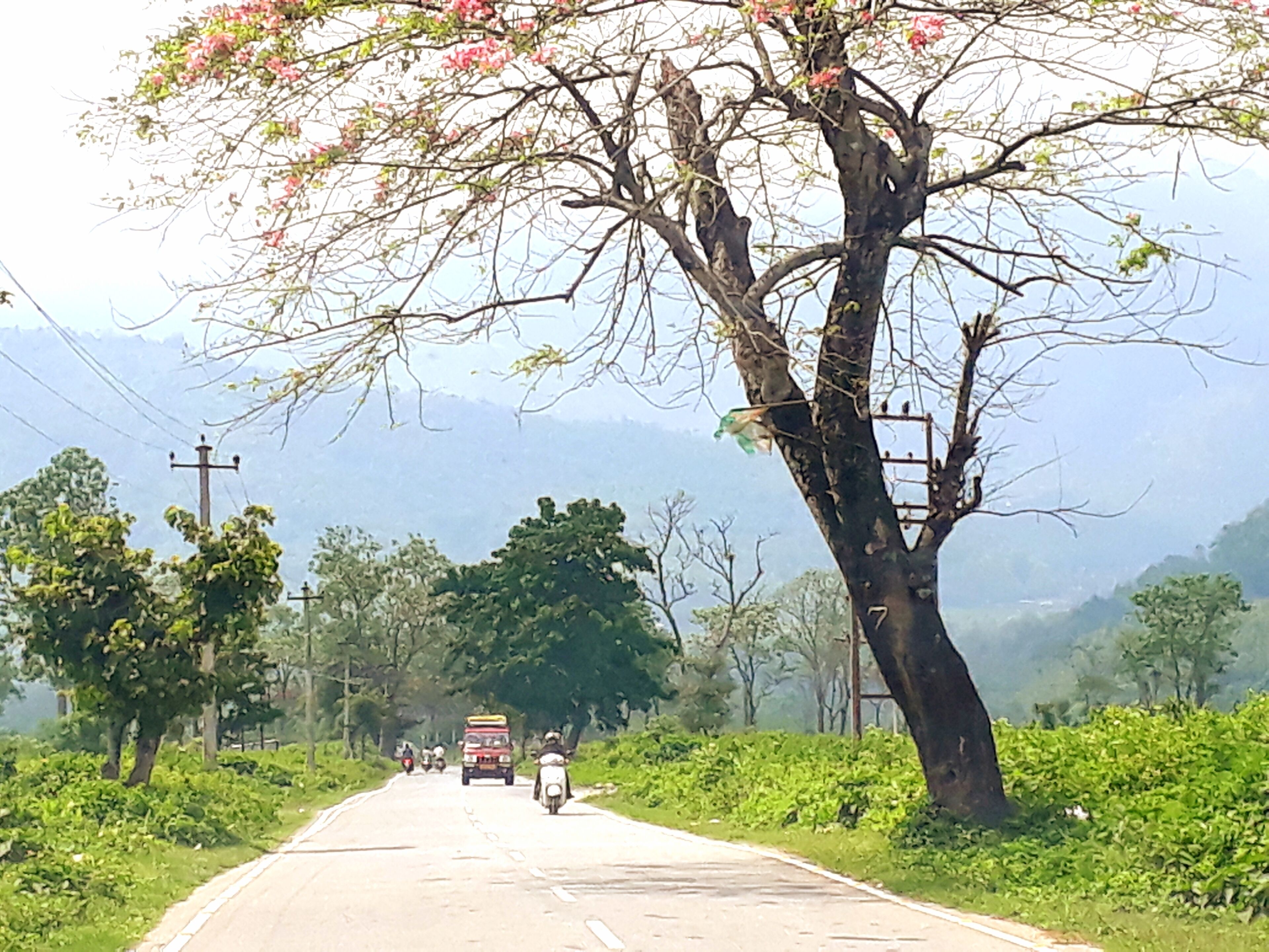 This Beautiful road passes thru the Tea Gardens of Simulbari to Darjeeling Hills.....A nice feeling when ones drive thru this green patch.....