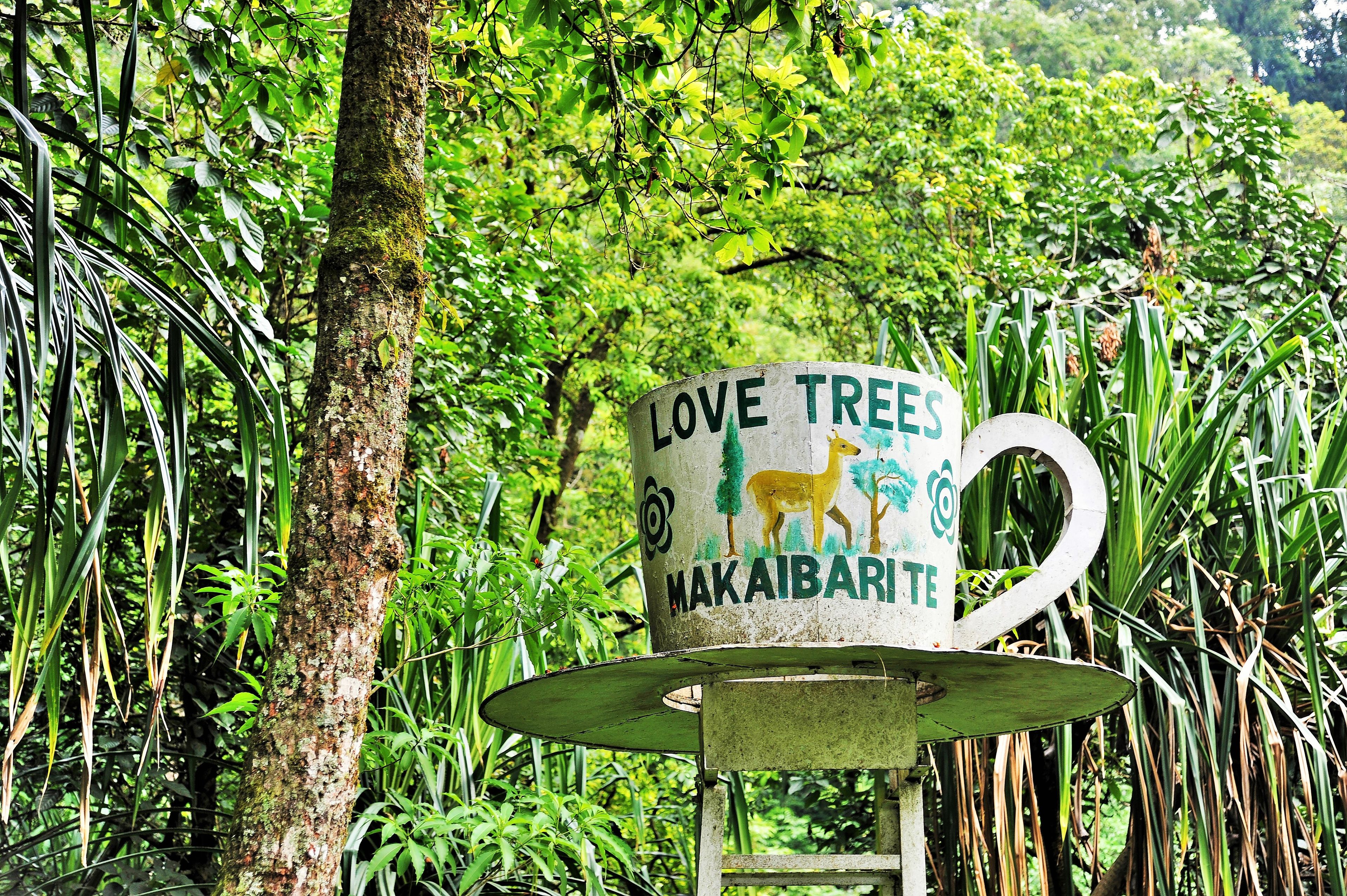 Cup and saucer sculpture, Makaibari Tea Estate, Kurseong, Darjeeling, West Bengal, India, Asia