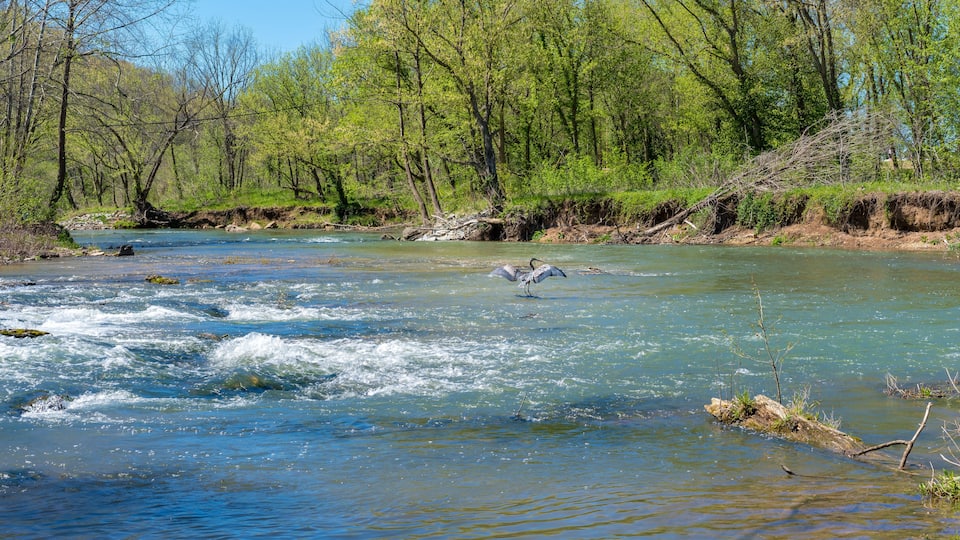 A river flowing through a forest with trees and rocks.