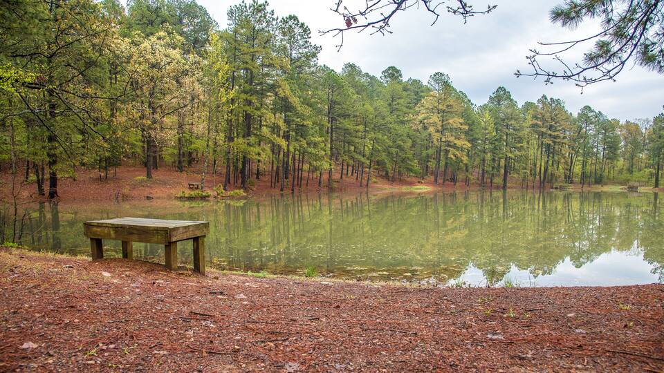 A tranquil forest with a reflective pond, a wooden bench, and a variety of trees.