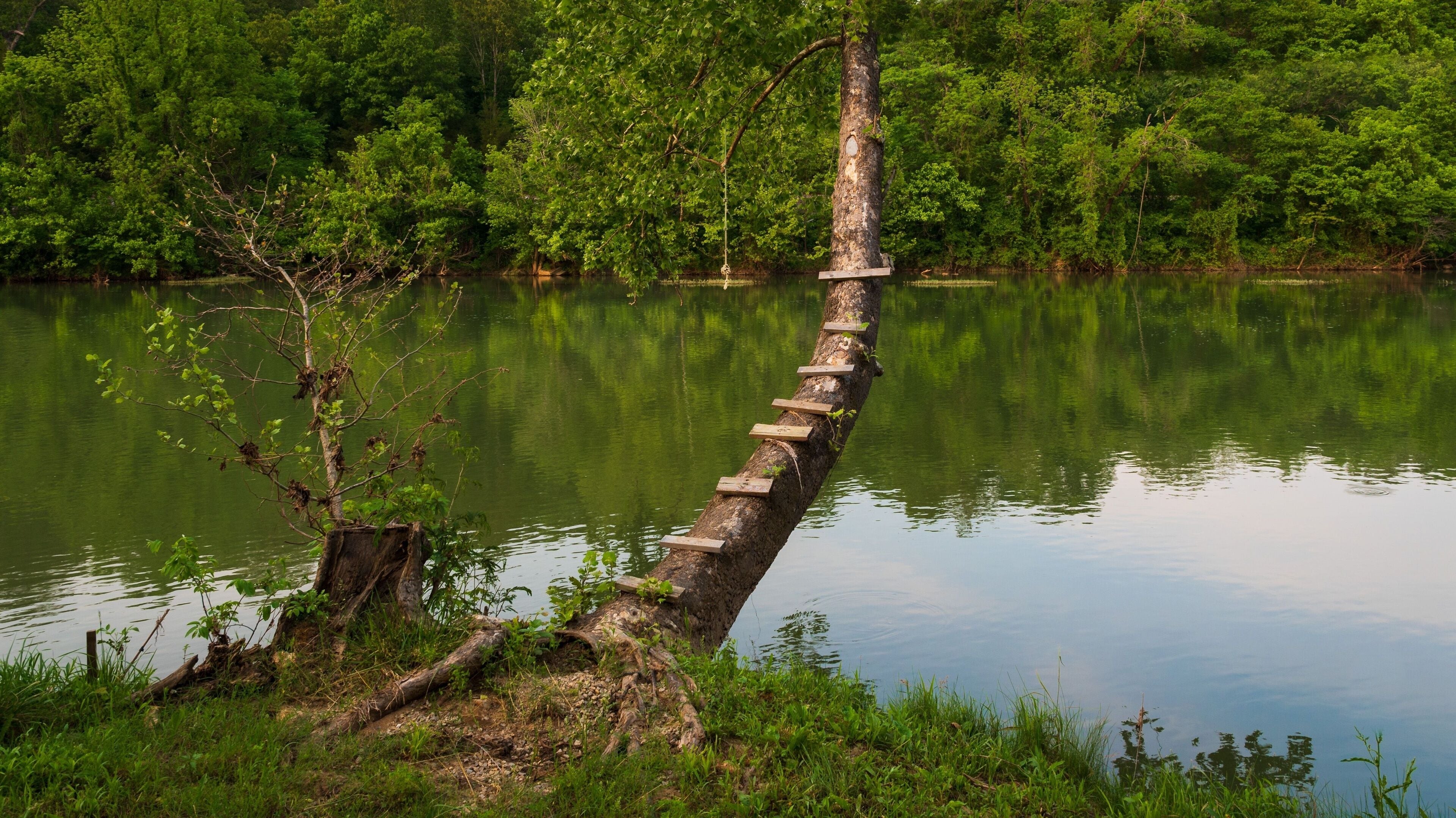 A tree trunk with a wooden plank walkway over a calm lake surrounded by dense green forest.