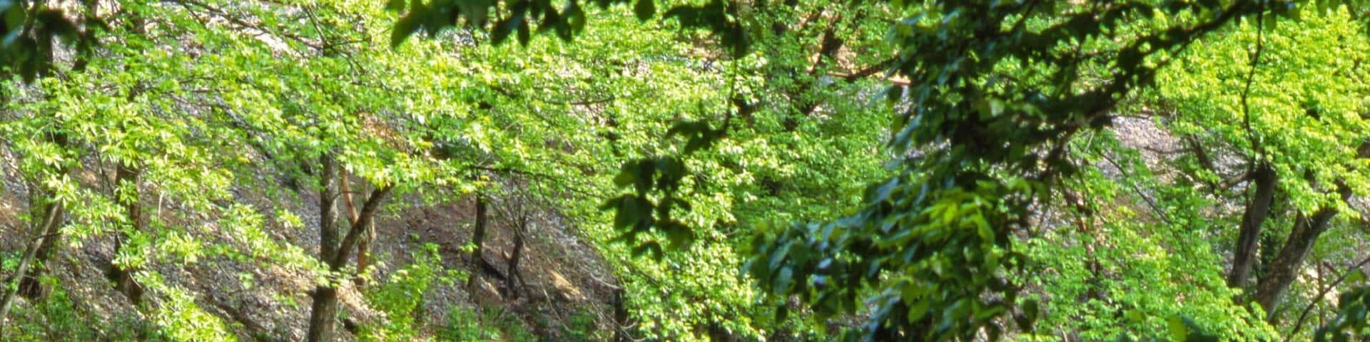 Hardy featuring rafting and a river or creek