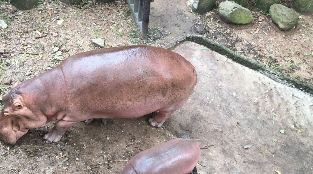 These animals are gorgeous mum & baby