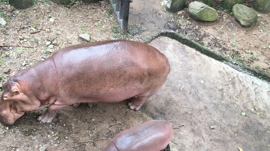 These animals are gorgeous mum & baby