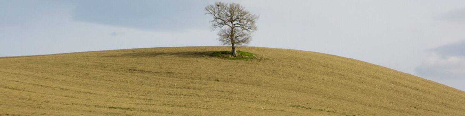 Tuscany is a popular tourist destination in Italy. It is famous for its stunning landscapes. I found this single tree in this beautiful colourful setting during a hike.
#Tuscany #Italy #Nature #Hiking