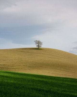 Tuscany is a popular tourist destination in Italy. It is famous for its stunning landscapes. I found this single tree in this beautiful colourful setting during a hike.
#Tuscany #Italy #Nature #Hiking