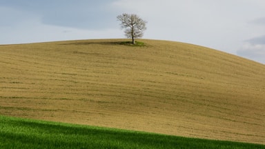 Tuscany is a popular tourist destination in Italy. It is famous for its stunning landscapes. I found this single tree in this beautiful colourful setting during a hike.
#Tuscany #Italy #Nature #Hiking