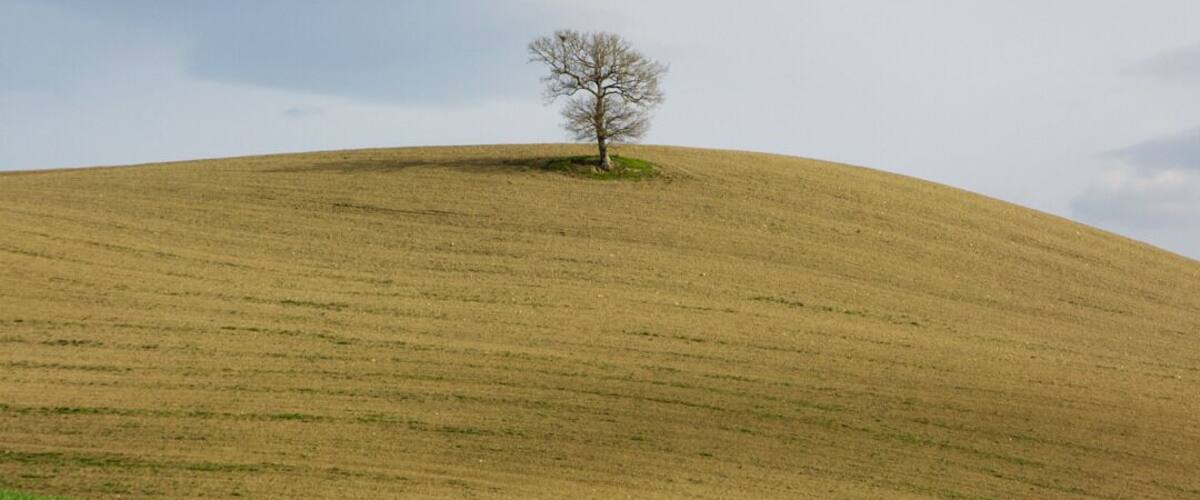 A solitary tree on a grassy hill under a cloudy sky.