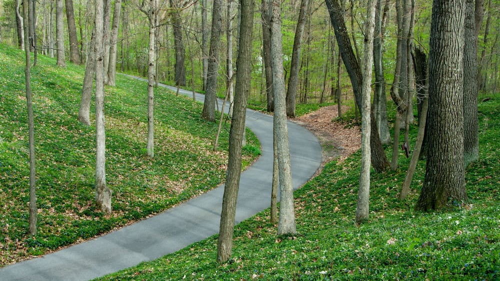 Un sentier sinueux qui traverse une forêt où les arbres sont hauts et l’herbe est verte.