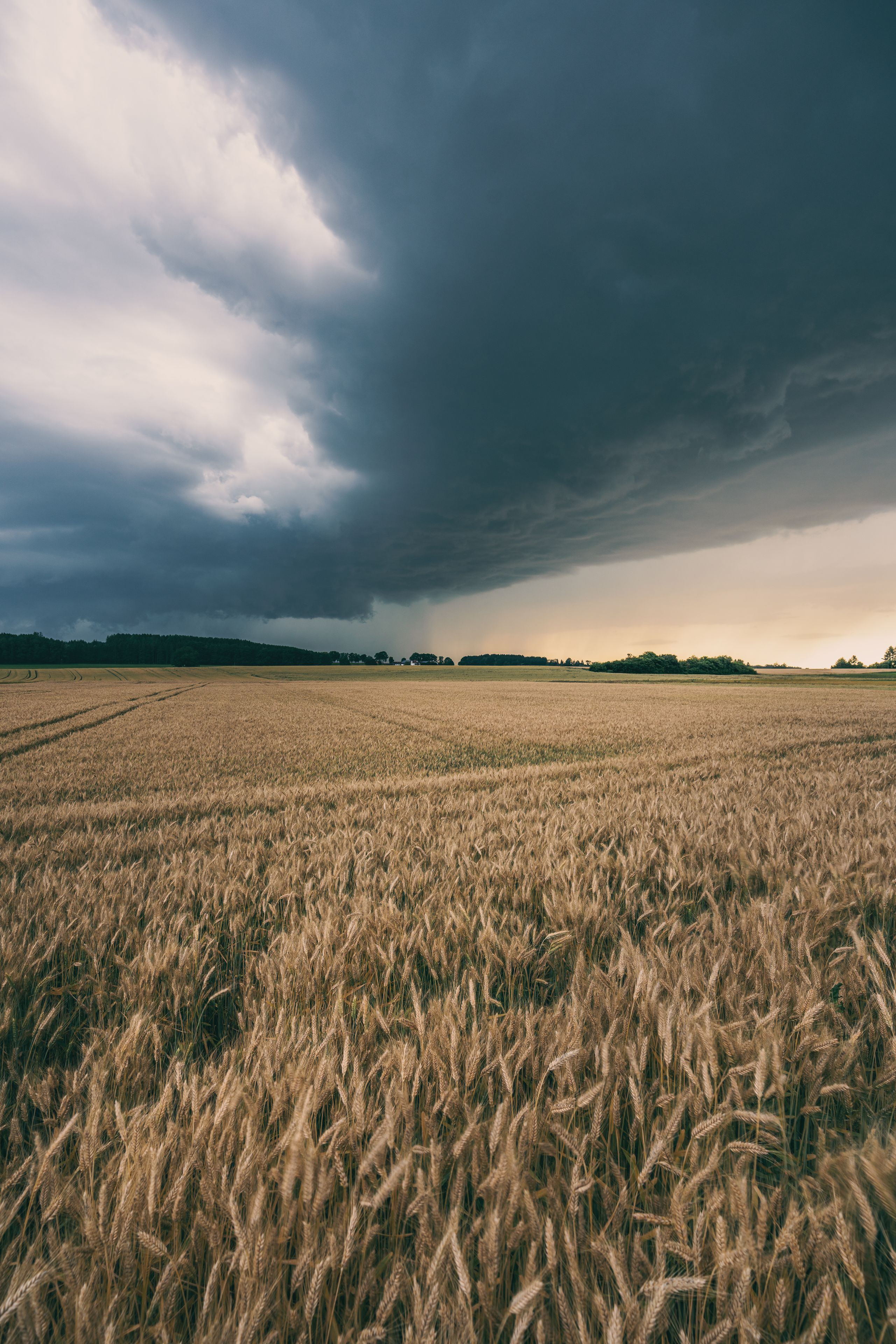 Campo de trigo bajo un cielo tormentoso.