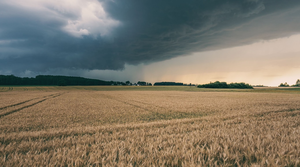 Campo de trigo bajo un cielo tormentoso.