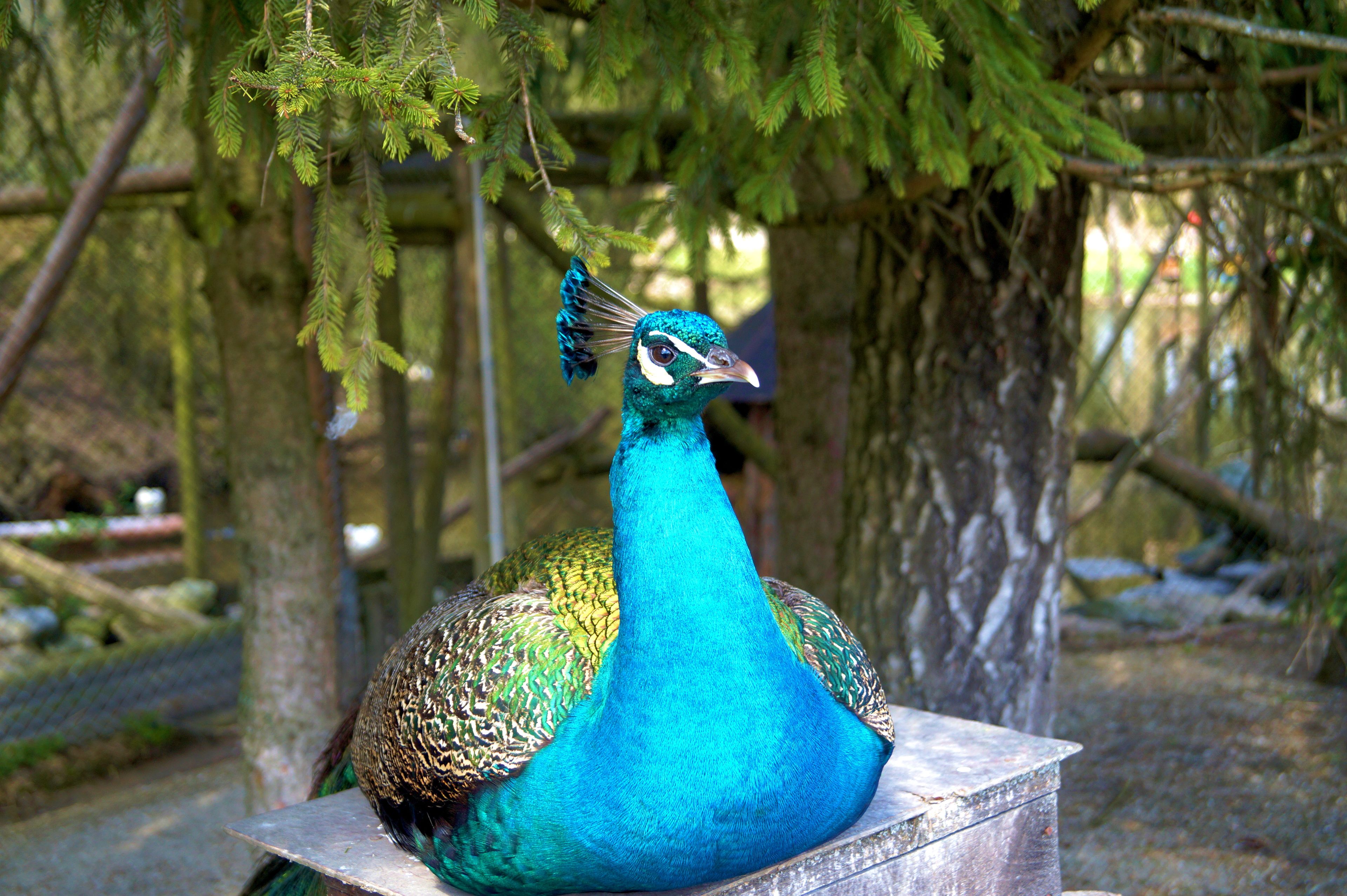 Una estatua de un pavo real en una zona boscosa.