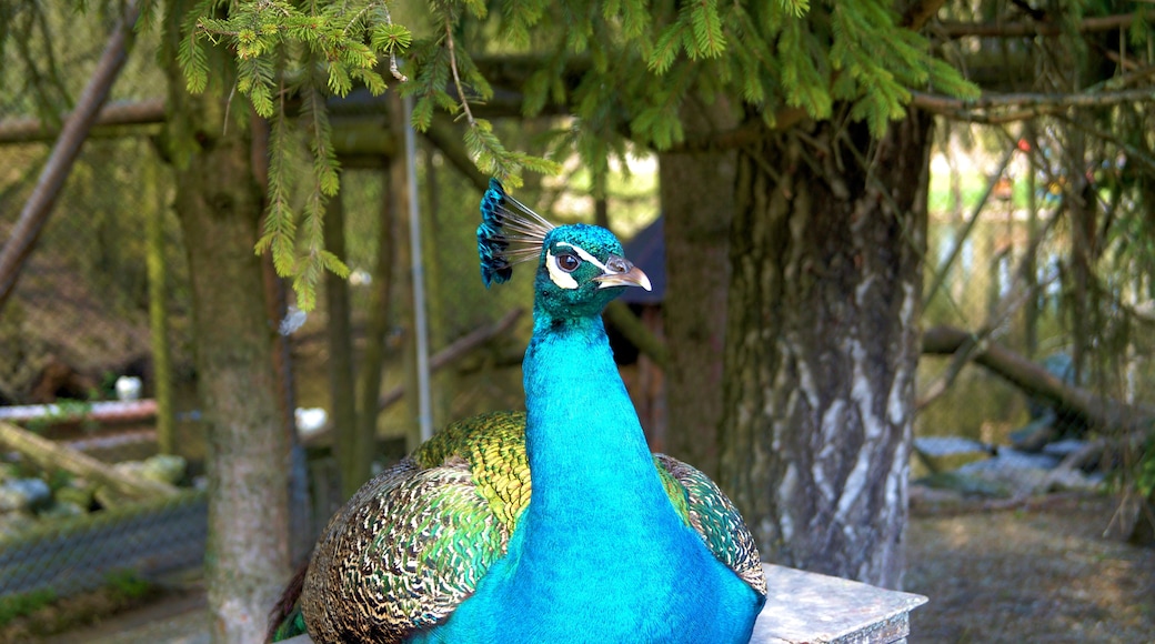 Una estatua de un pavo real en una zona boscosa.