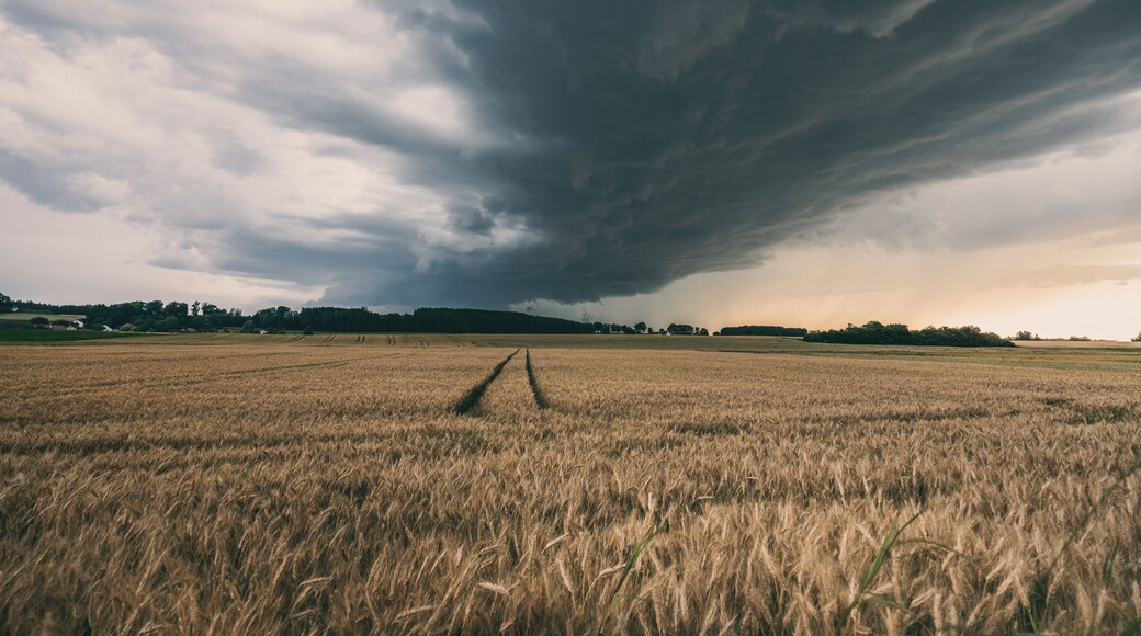 Campo de trigo con cielo tormentoso y una nube oscura acercándose.