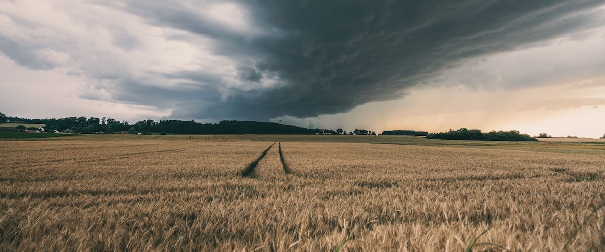 Ein Weizenfeld unter einem stürmischen Himmel, mit einer sich nähernden dunklen Wolke.