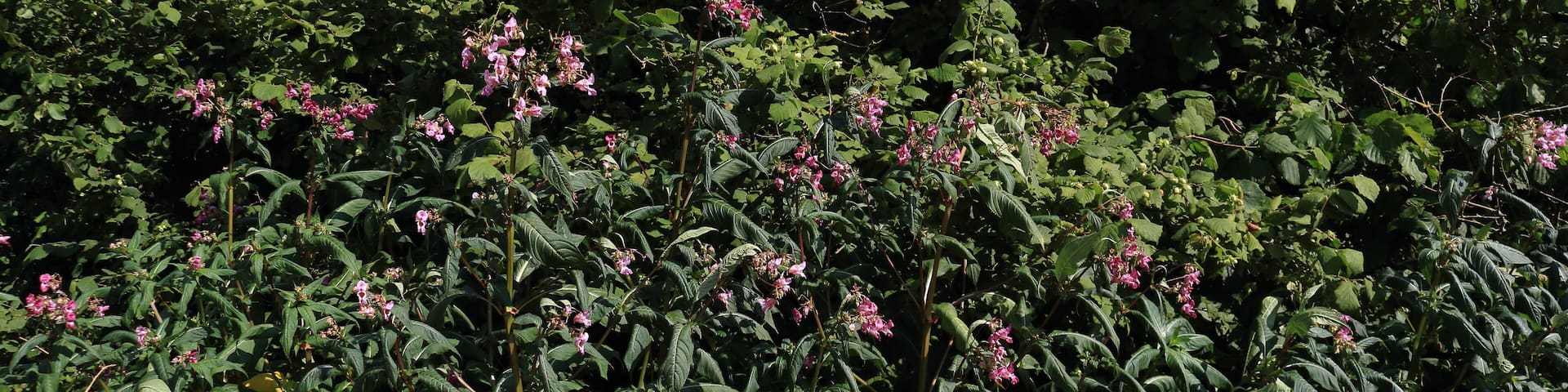 FND (FlĂ€chiges Naturdenkmal) "Halbtrockenrasen HeidĂ€cker" mit der Kennung 81250010001 sĂŒdlich von Vohenlohe in der Gemeinde Abstatt. Hier DrĂŒsiges Springkraut Impatiens glandulifera