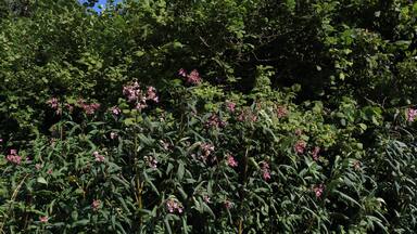 FND (Flächiges Naturdenkmal) "Halbtrockenrasen Heidäcker" mit der Kennung 81250010001 südlich von Vohenlohe in der Gemeinde Abstatt. Hier Drüsiges Springkraut Impatiens glandulifera