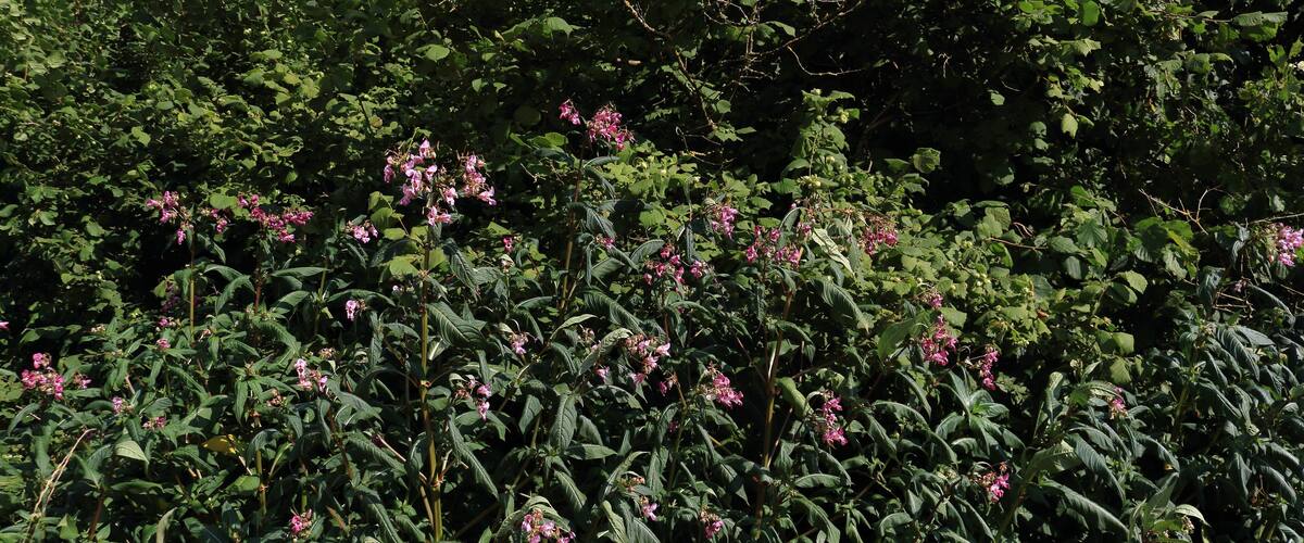 A dense thicket of green foliage with clusters of pink flowers.