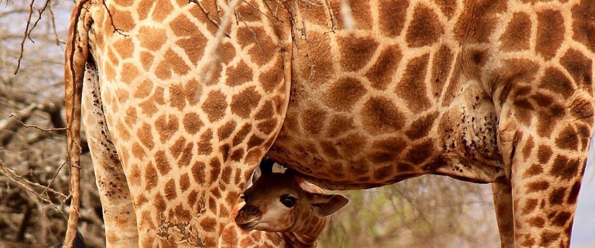 The Rhino Reserve is awesome! We went in Spring and saw so many animal young. You can still see the umbilical cord on this baby giraffe.