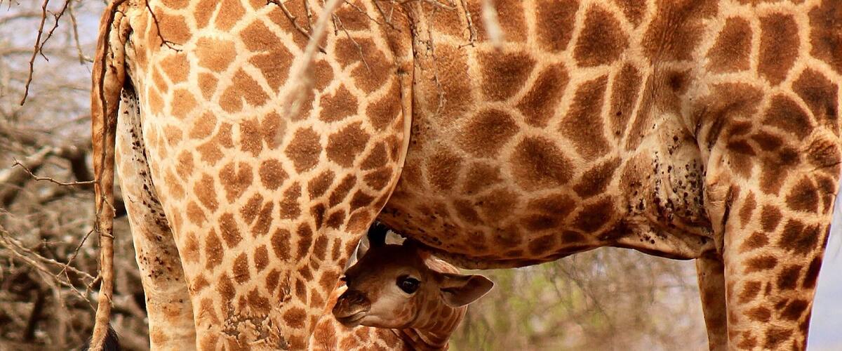 A giraffe with its calf, surrounded by dry grass and sparse trees.