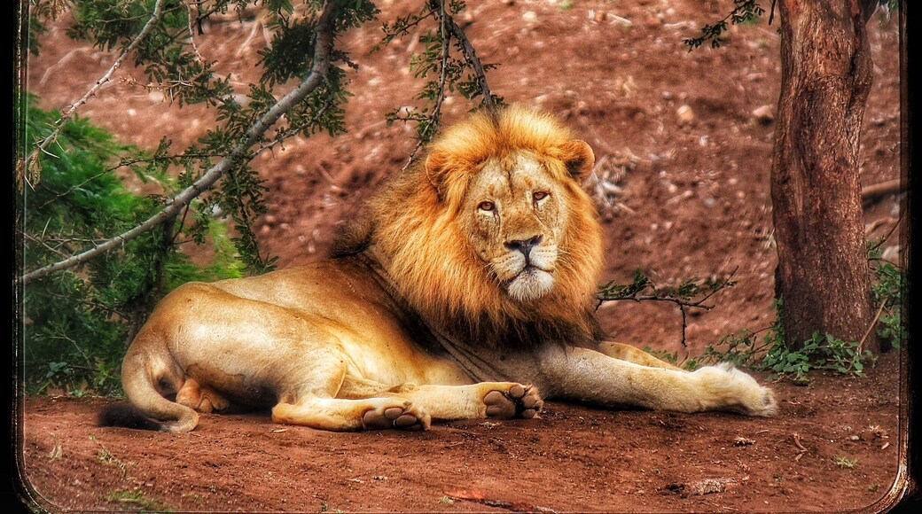 A male lion rests under the trees