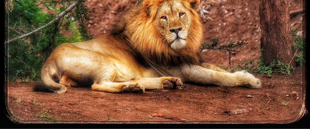 A male lion rests under the trees