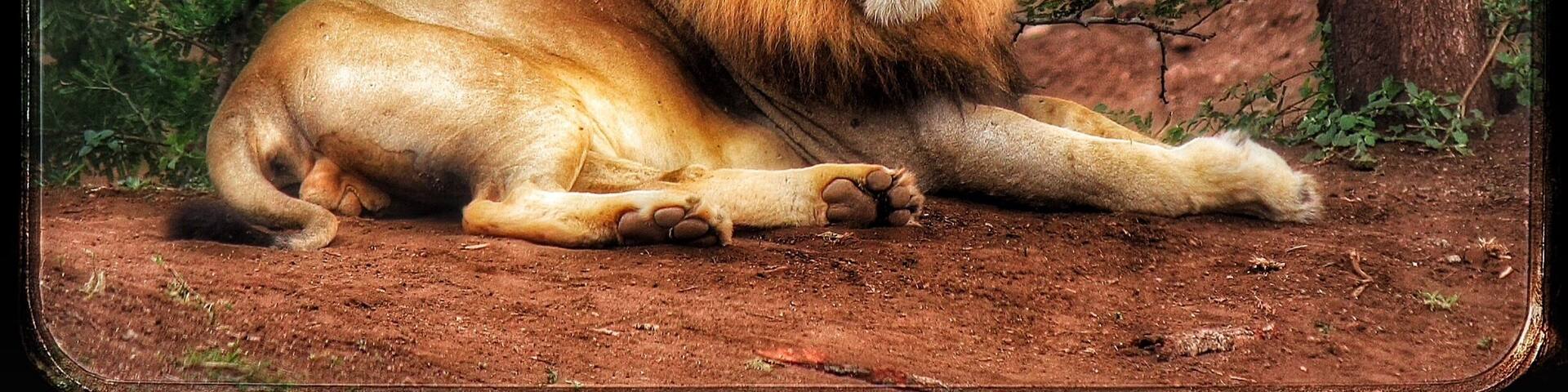 A male lion rests under the trees