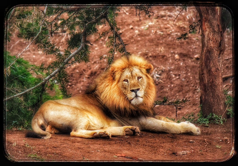 A male lion rests under the trees