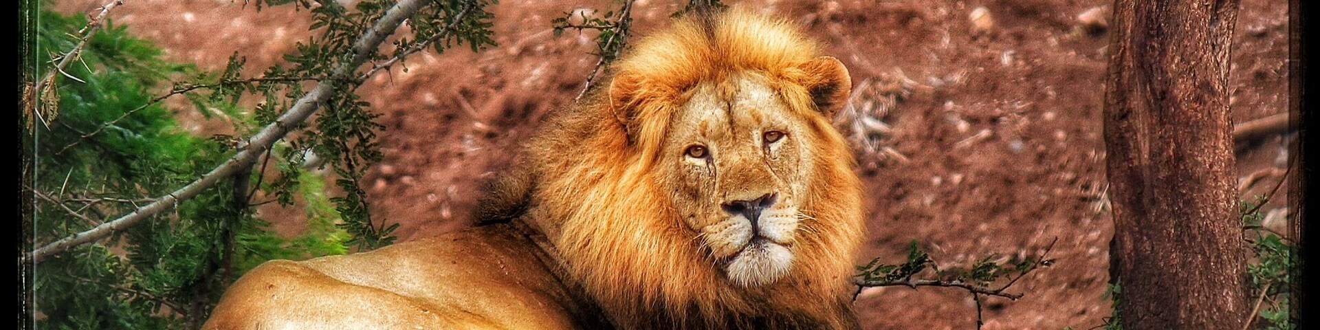 A male lion rests under the trees