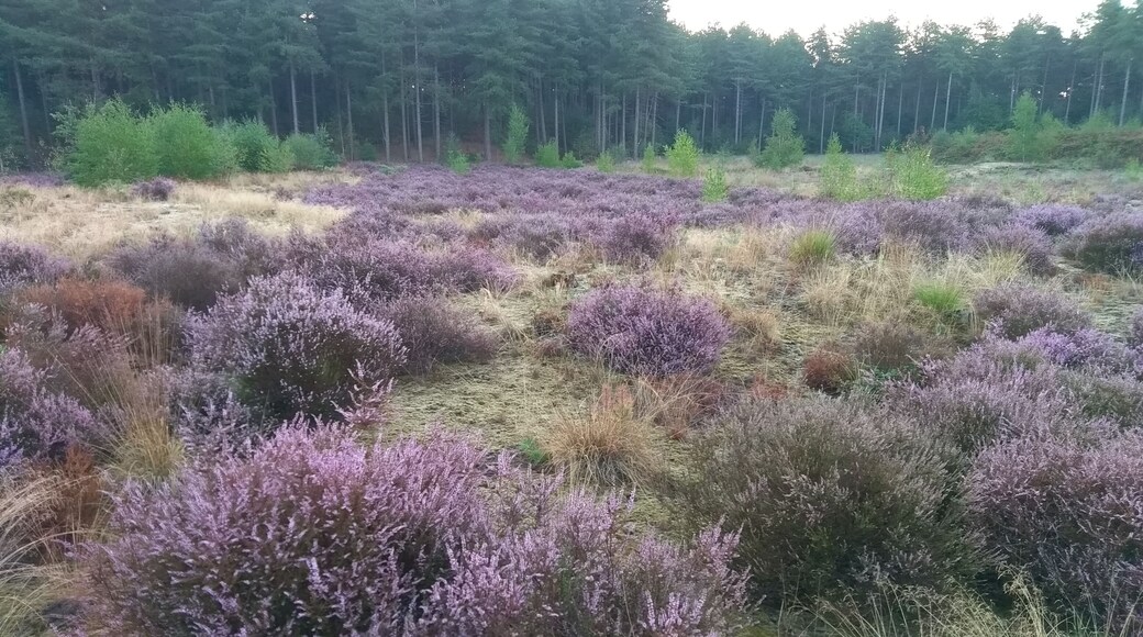 A small patch of heather among the pine trees