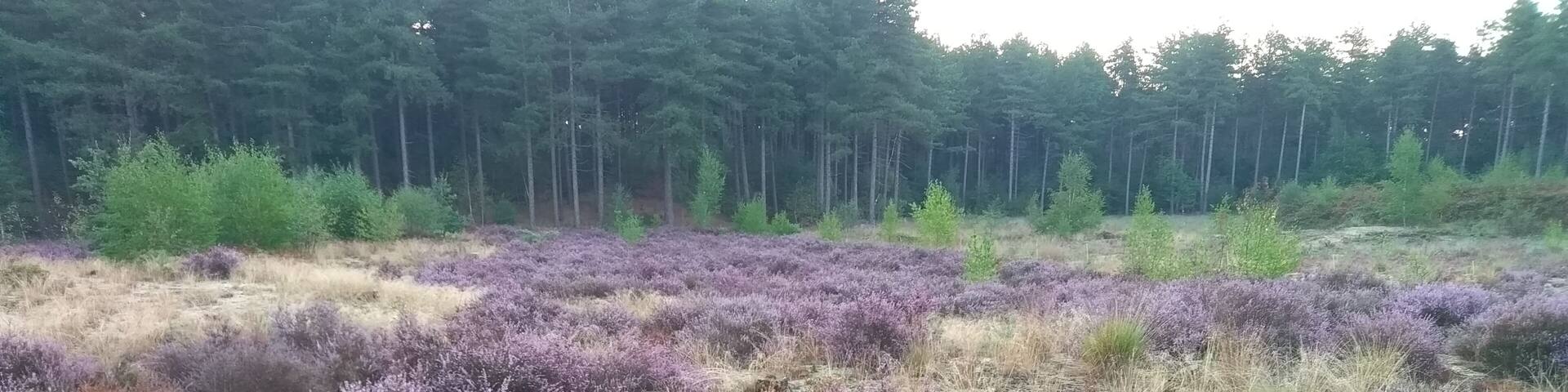 A small patch of heather among the pine trees