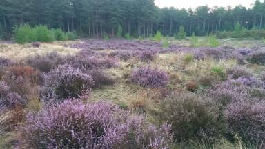 A field of purple heather with a forest in the background.