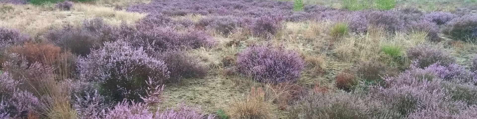 A small patch of heather among the pine trees