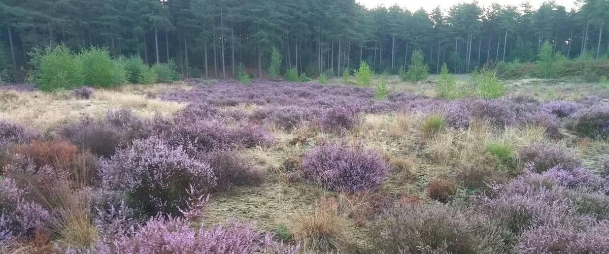 A field of purple heather with a forest in the background.