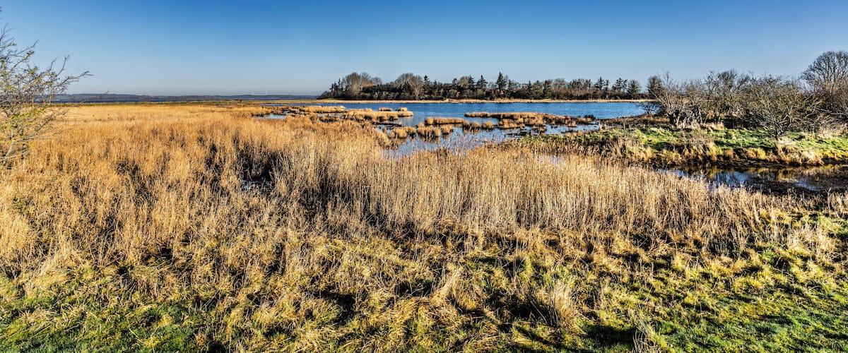 A marshland with a small pond surrounded by tall grasses and trees in the background.
