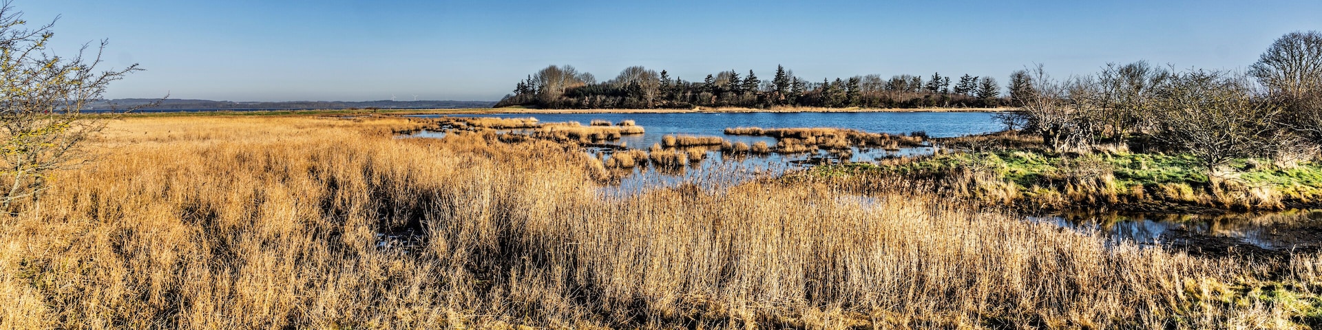 A marshland with a small pond surrounded by tall grasses and trees in the background.