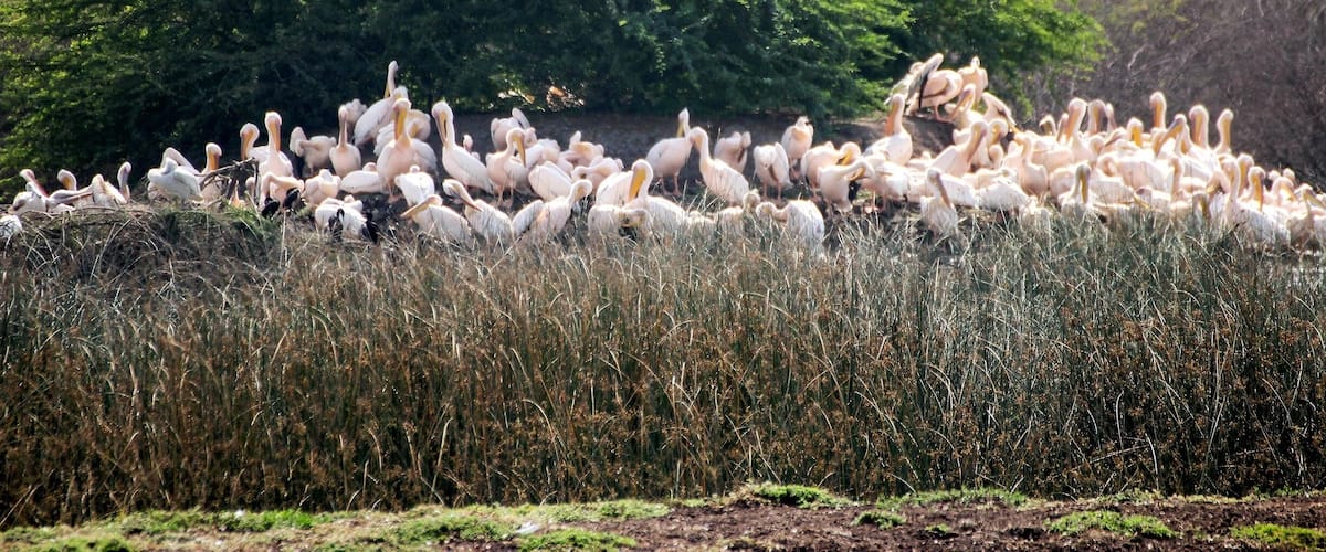 A large flock of white birds gathered in a field with dense green foliage in the background.
