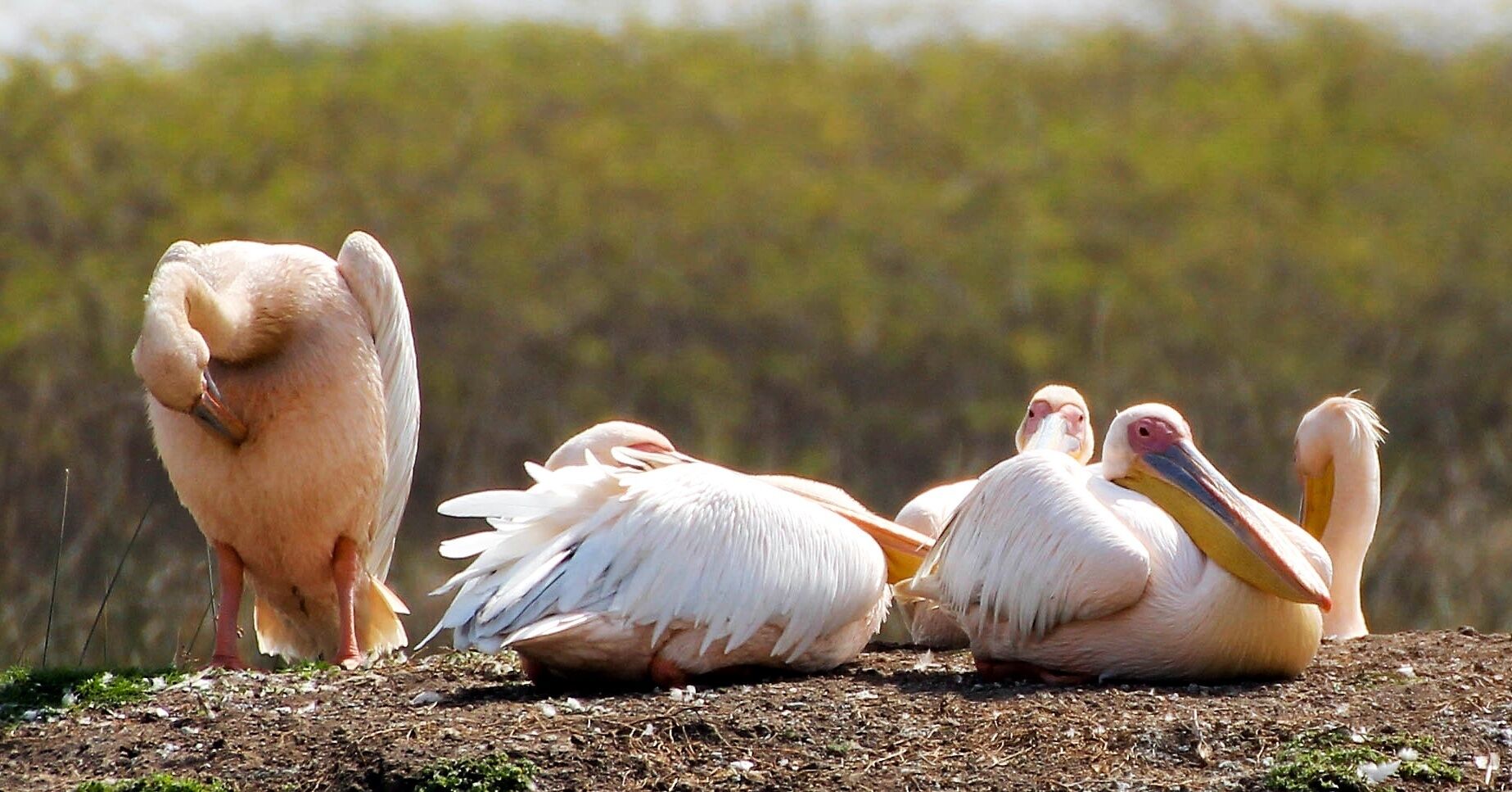 Rest and cleaning time

Pelicans 

#Wildlife 