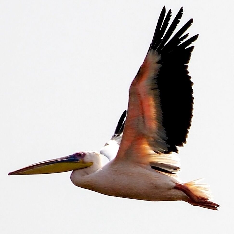 Pelican

#Wildlife