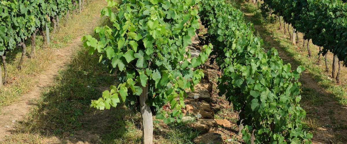 A vineyard with rows of grapevines.