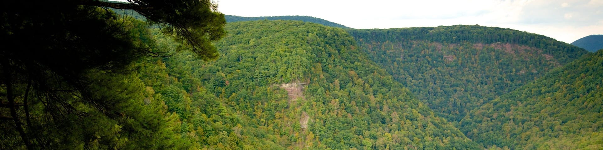 A river winding through a densely forested valley with hills in the background.