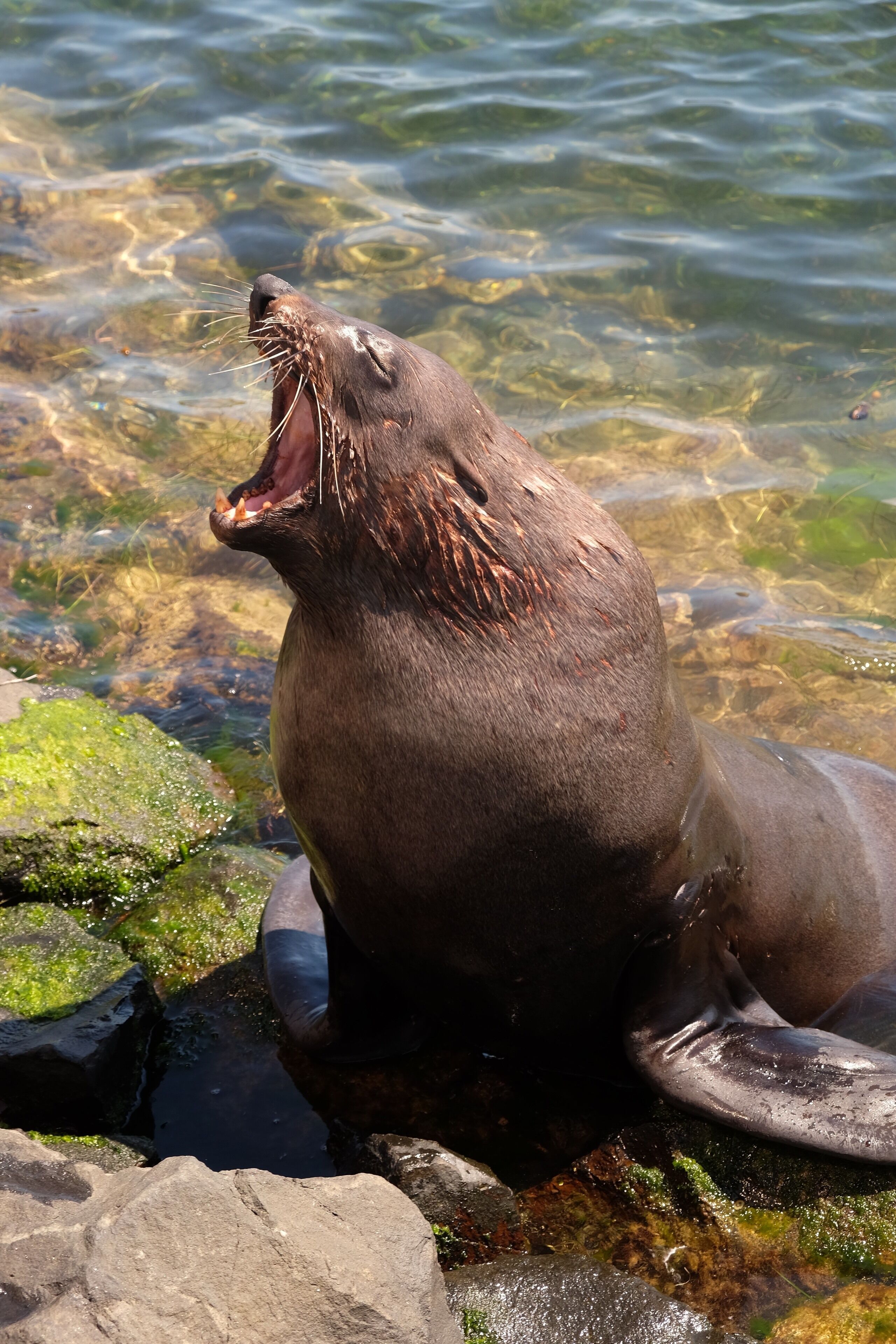 If you pass by Portland, take the time to spot and have a wonder along the harbor, you might find a seal or two. This one was a bit tired of posing ;-) 

#LifeAtExpedia