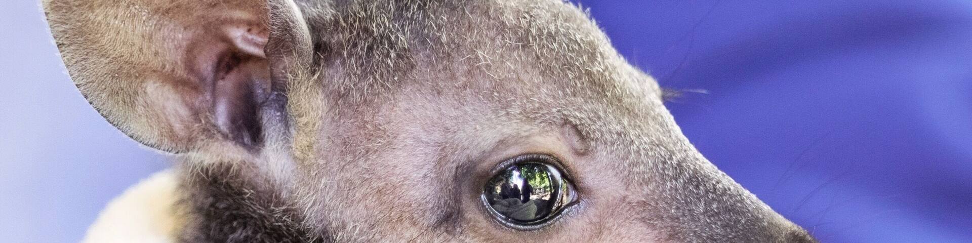 I spent five days on the South Coast recently and discovered a hidden gem at the Birdland Wildlife Park! Escape the crowds and get the animals to yourself and don't forget to ask for wildlife caretaker Jodie to ask if she's got any orphans you can help feed/ cuddle. This is Honey and she stole our hearts! đđŻ