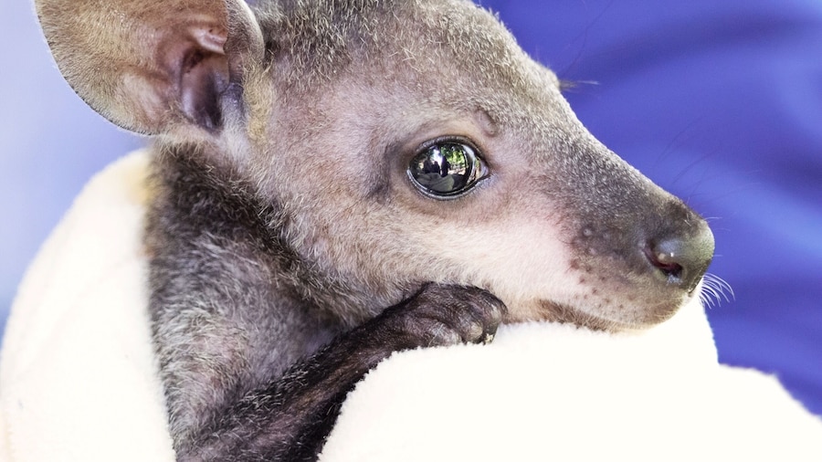 I spent five days on the South Coast recently and discovered a hidden gem at the Birdland Wildlife Park! Escape the crowds and get the animals to yourself and don't forget to ask for wildlife caretaker Jodie to ask if she's got any orphans you can help feed/ cuddle. This is Honey and she stole our hearts! 😍🍯