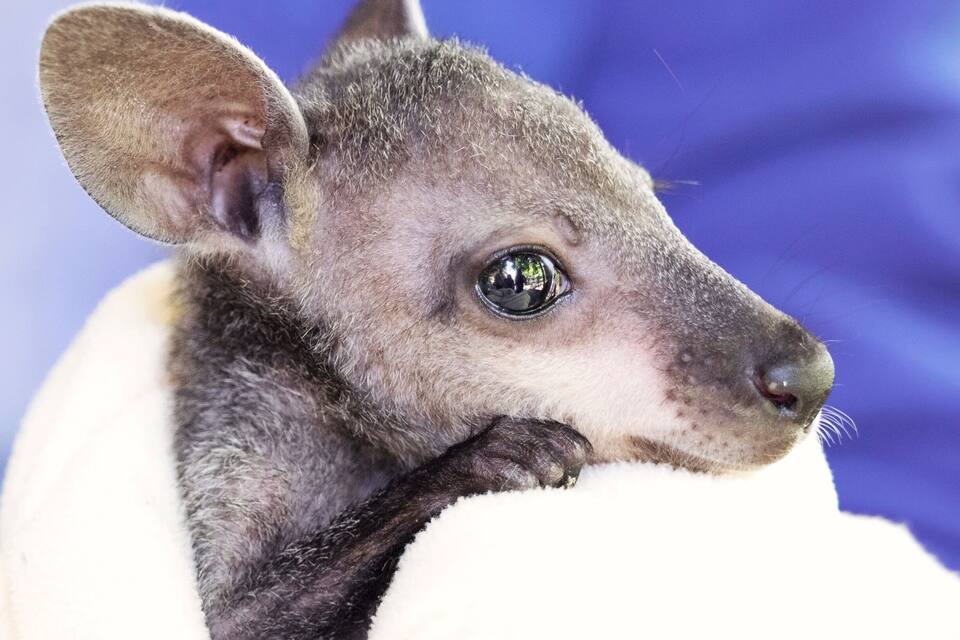 Primer plano de un pequeño animal peludo de pelaje blanco y gris, con orejas grandes y una expresión curiosa.