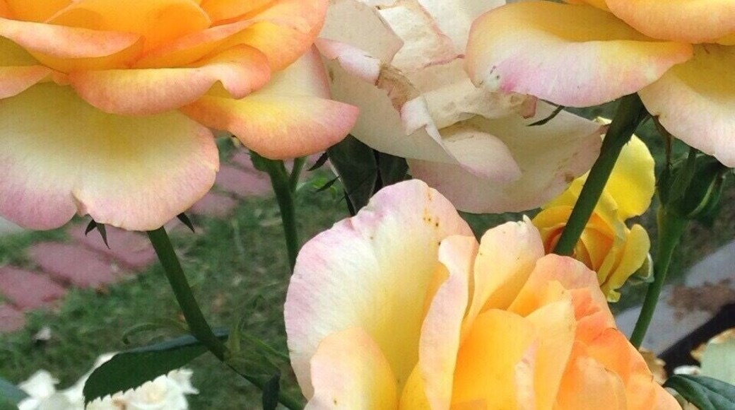 Beautiful flowers ... #colourful