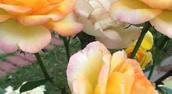 Beautiful flowers ... #colourful