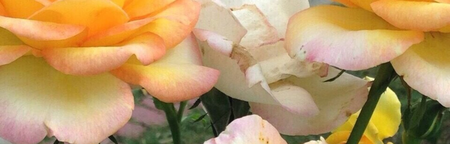 Beautiful flowers ... #colourful