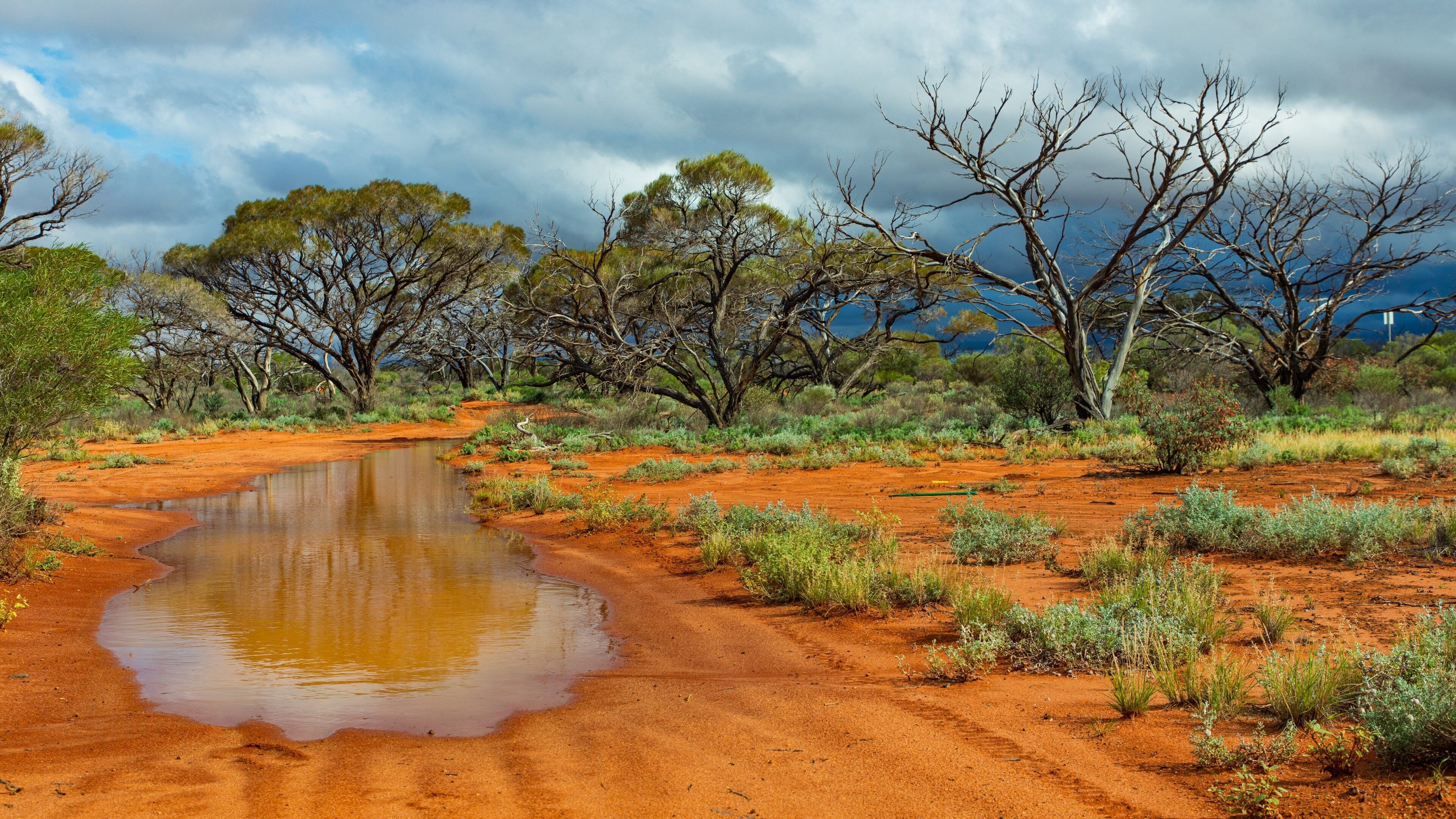Roxby Downs showing desert views and tranquil scenes