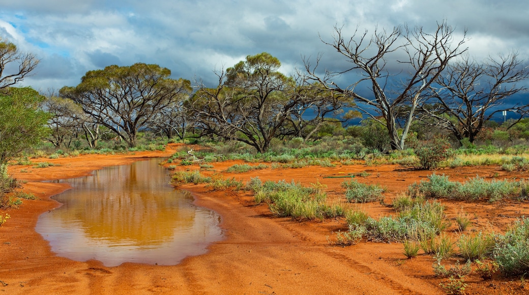 Roxby Downs showing desert views and tranquil scenes